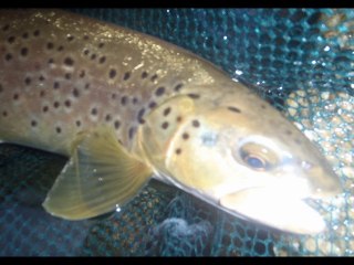 Truites de l'Orb (34)