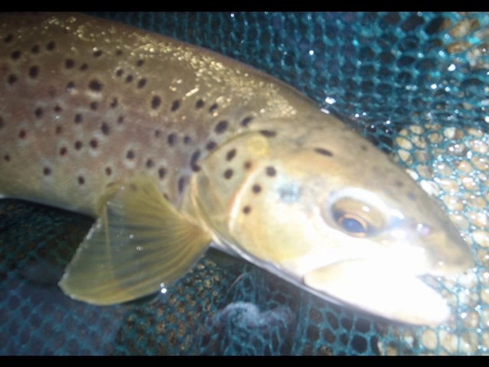 Truites de l'Orb (34)