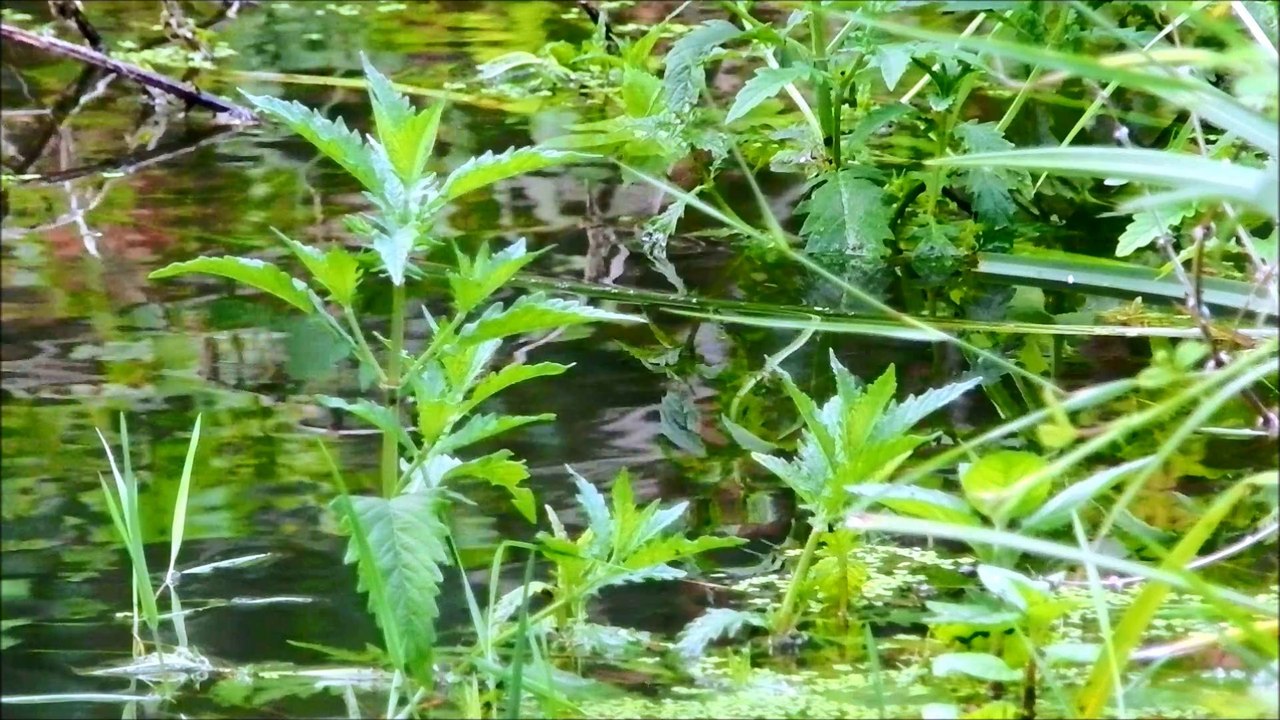 les grenouilles vertes du Blau