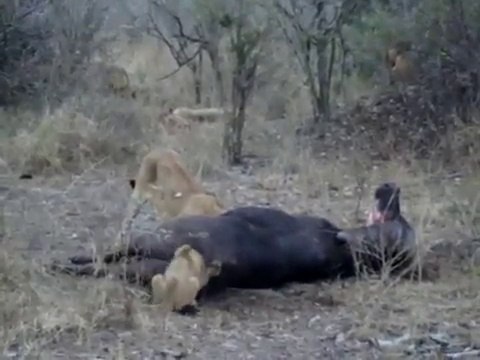 poor little Lion Cub Stuck in Buffalo Butt