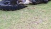 Baston d’alligators sur un terrain de Golf... Flippant!