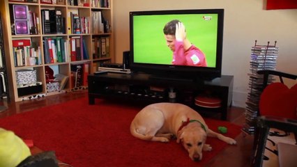 Un chien fan de l'équipe du Portugal très déçu de leur défaite au mondial 2014!