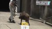 Boar attacking people in Kobe city while she is defending his baby boars. So violent animal...