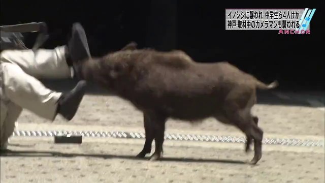 Un sanglier attaque des gens en pleine ville pour défendre ses petits... Violente la maman!