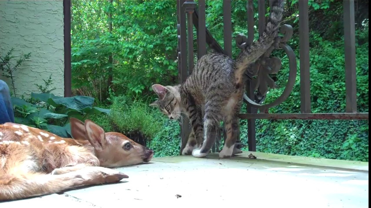 OYUN İSTEYEN YAVRU KEDİ VE CEYLAN