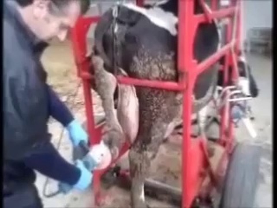 adrimak tırnak kesim makinesi (travay)