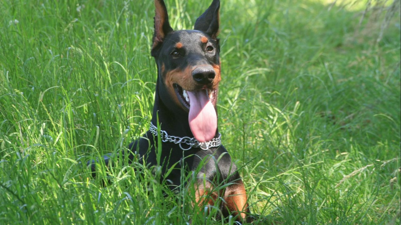 ISIS une super chienne dobermann en devenir !