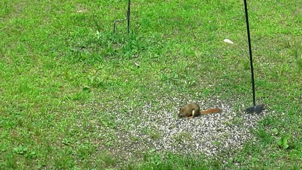 Little Red Squirrel Hates to Share