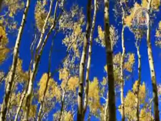 Chaman Chaman Gali Gali (Romila , Dildar)