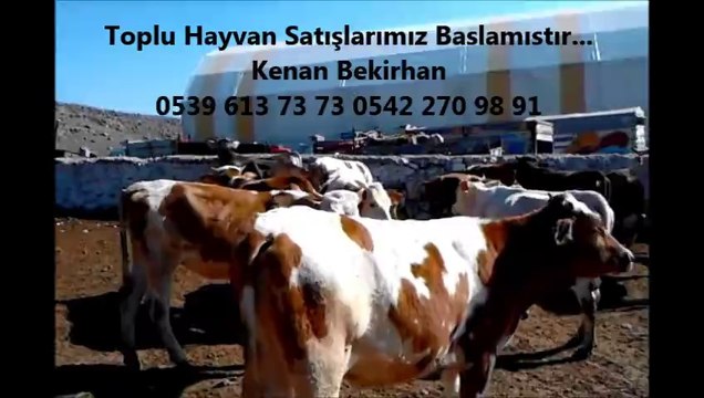 Kars Montofonu, Kars Simental Melezleri, Kars Montofon Melezleri, Kars Kesimlik Hayvanlar, Kars Kesimlik İnekler, Kars Gebe Düveler,