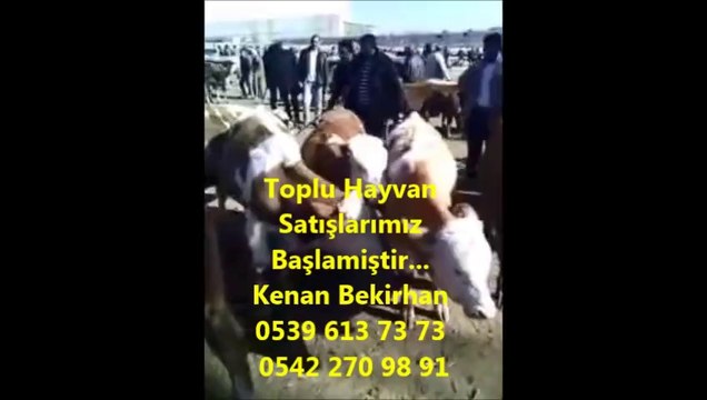 Kars Simental Danalar, Kars Simental Düveler, Kars Simental Buzağılar, Kars Simental İnekler, Kars Simental Boğalar, Kars Montofon Danalar,