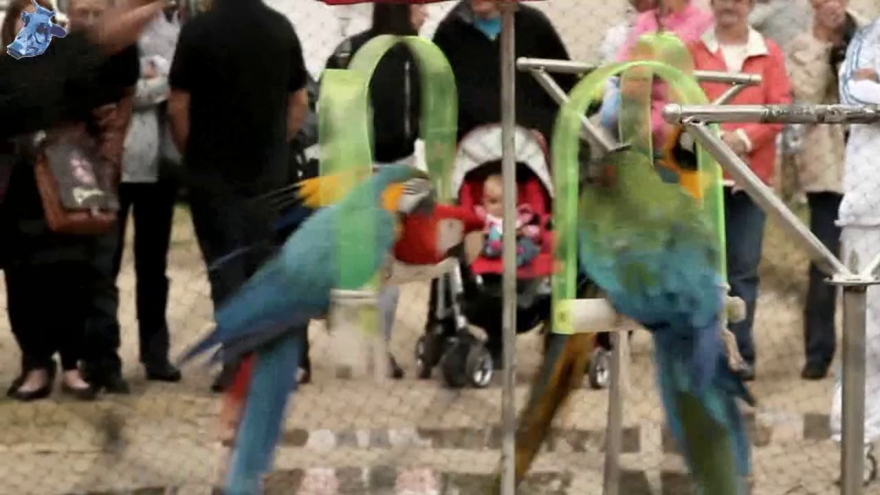 grenouillade 2014 artistes