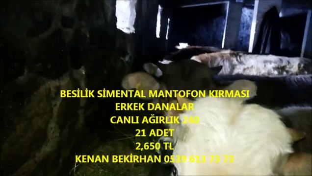 Kars Kesimlik İnek Fiyatları 2014 Kars Düve Fiyatları 2014 Kars Boğa Altı Düve Fiyatları 2014 Kars Düve Fiyatları 2014