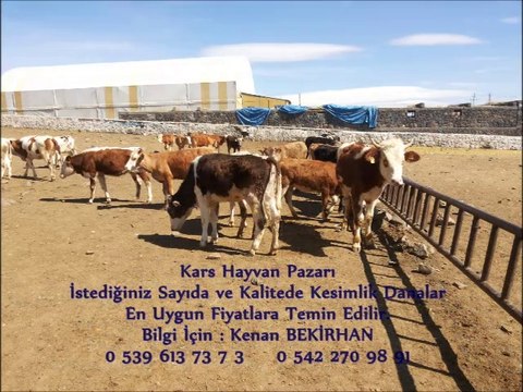 Kars Yerlisi Kesimlik Dana Fiyatları Kars Yerlisi İnek Fiyatları Kars Yerlisi Buzağılı İnek Fiyatları Kars Yerlisi Kesimlik İnek Fiyatları Kars Yerlisi Düve Fiyatları