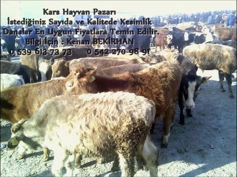 Kars Yerlisi Buzağı Fiyatları Kars Yerlisi Kurbanlık Fiyatları Kars Yerlisi Boğa Fiyatları Kars Yerlisi Kesimlik Hayvan Fiyatları