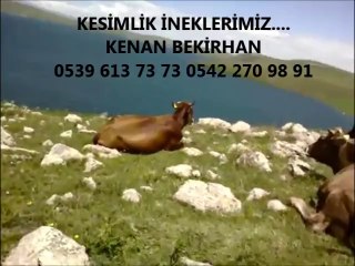 Video herunterladen: Kars Yerlisi İnek Fiyatları Kars Yerlisi Buzağılı İnek Fiyatları Kars Yerlisi Kesimlik İnek Fiyatları Kars Yerlisi Düve Fiyatları