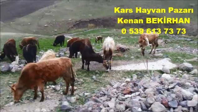 Kars Yerlisi Kurbanlık Fiyatları Kars Yerlisi Boğa Fiyatları Kars Yerlisi Kesimlik Hayvan Fiyatları Kars Yerlisi Kesimlik Dana Fiyatlar