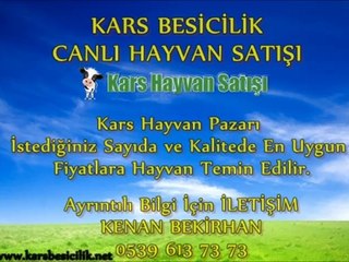 下载视频: Kars Simental Kurbanlık Fiyatları Kars Simental Boğa Altı Düve Fiyatları Kars Simental İnek Fiyatları Kars Simental Kesimlik İnek Fiyatları