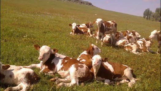 Kars Simental Dana Fiyatları Kars Simental Buzağı Fiyatları Kars