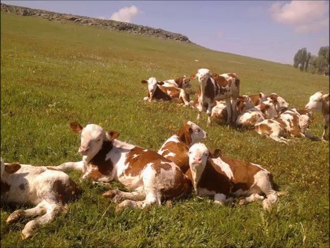 Kars Simental Dana Fiyatları Kars Simental Buzağı Fiyatları Kars Simental Hayvan Fiyatları Kars Simental Erkek Dana Fiyatları