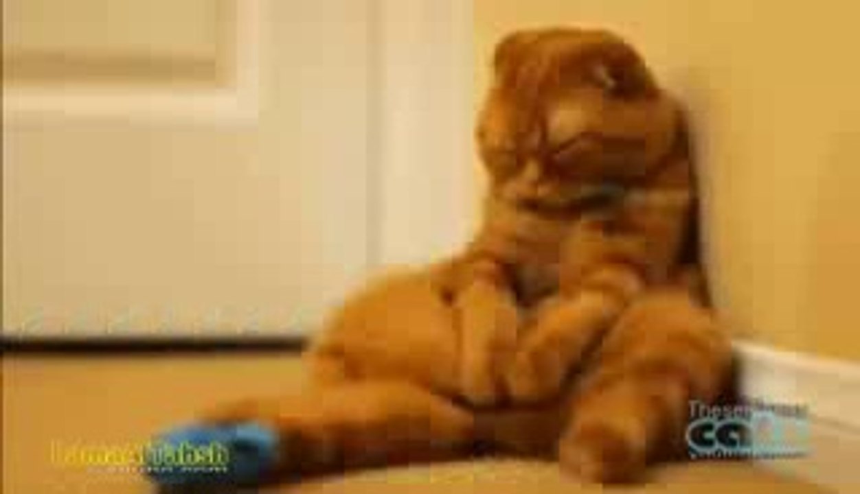 Funny Videos Fail Compilation, Funny Pranks and Funny Cats Videos New Funny Video_2