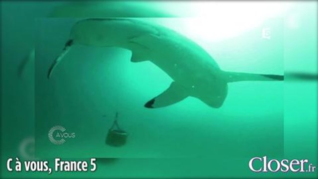 Zapping : Les seins de Malika Ménard font le buzz dans Fort Boyard