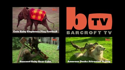 Cute Cat Could Be The World's Shortest Feline