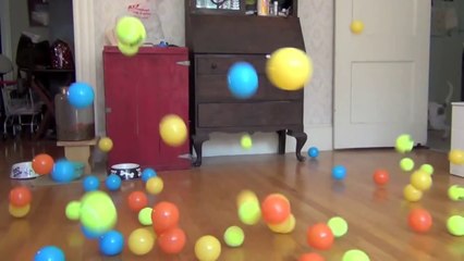 Dog Surprised with 100 Balls for Birthday_ Cute Dog Maymo