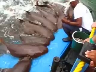 Köpek Balığı Beslemek