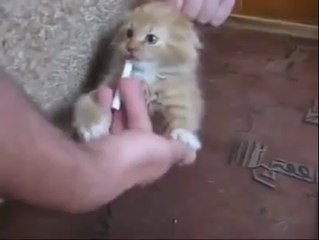 Sigarayı Bırakmayan Kedi