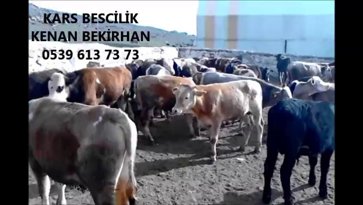 Kars Buzağılı İnek Fiyatları Kars Kesimlik İnek Fiyatları Kars Düve Fiyatları Kars Boğa Altı Düve Fiyatları Kars Düve Fiyatları