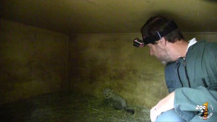 Examen des bébés guépards 2