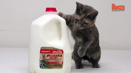 Le chat le plus petit du monde! Adorable...