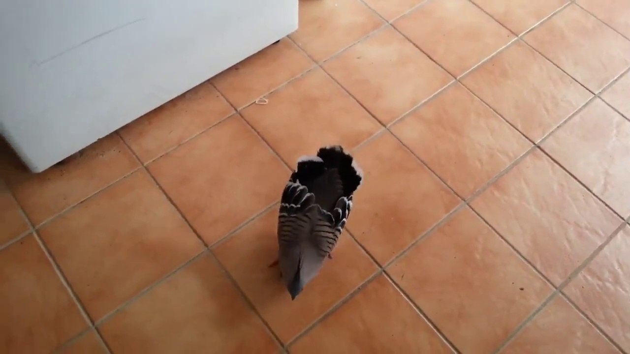 Un pigeon drague une fille.. En mode parade amoureuse!