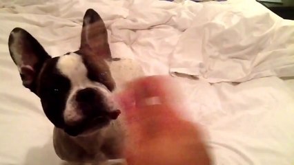 Funny French Bulldog's Bedtime Antics