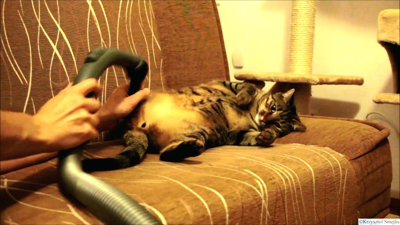 This Cat Really Loves Being Vacuumed