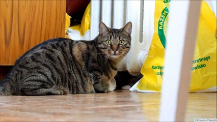 Kitten Versus Robotic Dog Toy & Adult Cat