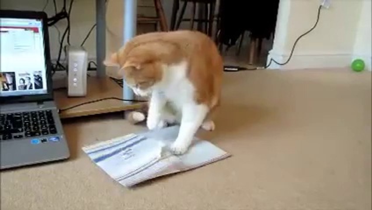 Milo vs the Musical Card