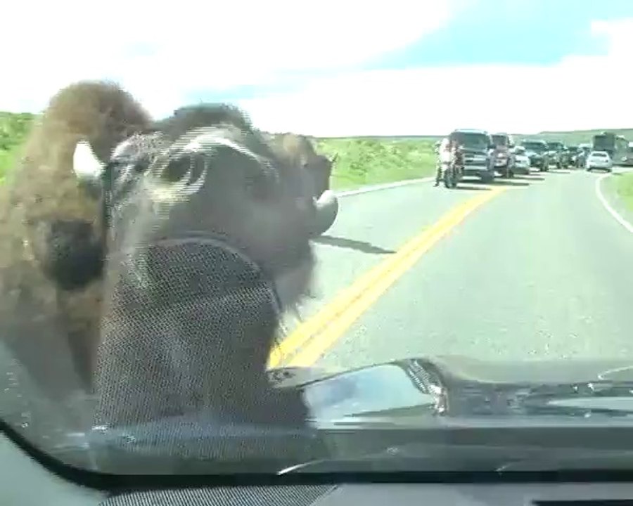 Buffalo attack on our car in Yellowstone....hehe
