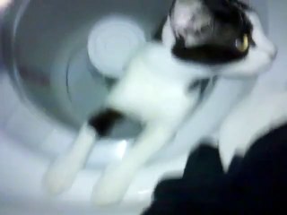 Cat powered washing machine