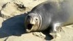 Yawning and Sleepy Elephant Seal