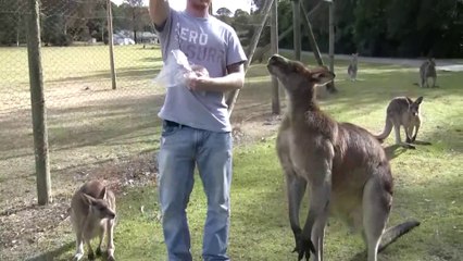 brian feeding a massive kangaroo
