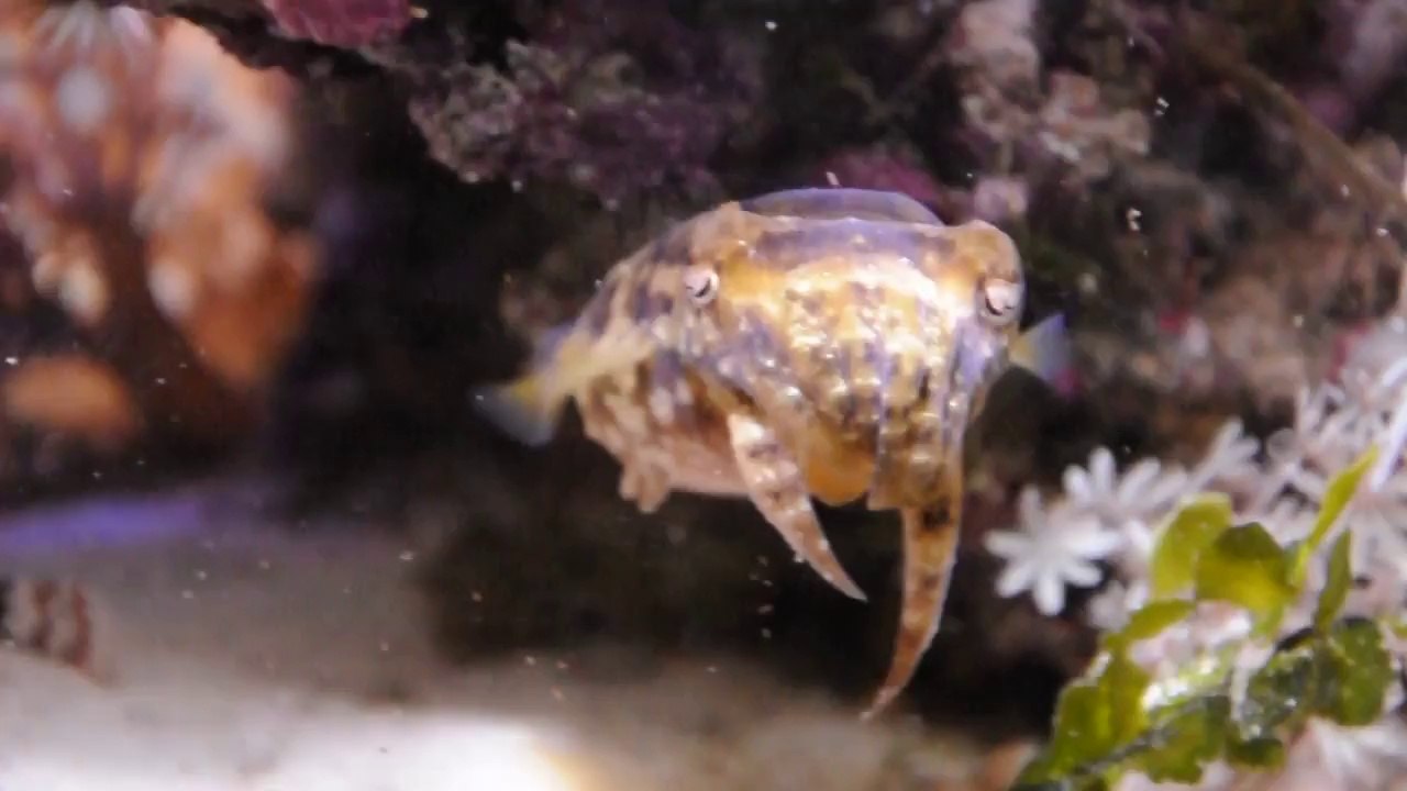 Dwarf Cuttlefish Begging