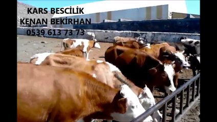Kars Dana Fiyatları Kars Erkek Dana Fiyatları Kars Dişi Dana Fiyatları Kars Hayvan Fiyatları Kars Buzağı Fiyatları