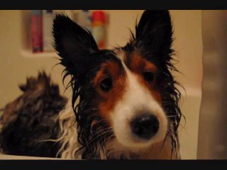 So, my dog hates baths