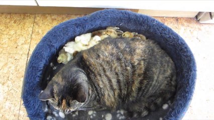 Chicks Snuggle Behind Cat!