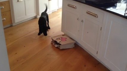 "What's in that.... Oh shi...."