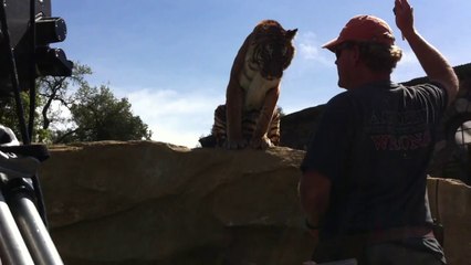 Trapped in a Bengal Tiger Enclosure Part 4