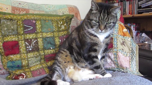 Camouflaged Chick Snuggles Cat's Belly!