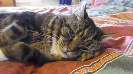 Cat Uses Chick As A Pillow!